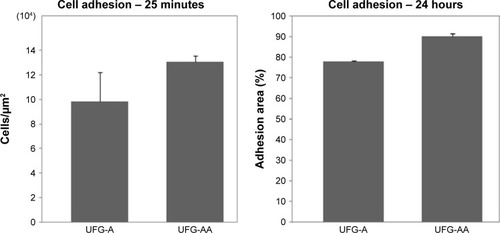 Figure 8 Graphs presenting the results of area fraction quantification of cell adhesion on UFG-A and UFG-AA samples after 25 minutes and 24 hours in cells’ culture.Abbreviations: UFG, ultrafine grained; UFG-A, acid treated; UFG-AA, acid and alkaline treated.
