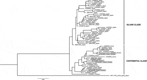 Figure 5. Bayesian phylogenetic tree based on cytb sequences showing relatedness between the haplotypes of the raccoon dogs from Polish and Russian population described in this study and homologous sequences of individuals with determined geographical origin obtained from GenBank; the relationships are not supported by posterior probability values.