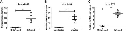 Figure 1 Schistosoma japonicum infection upregulated the expression of IL-33/ST2 axis in mice. WT mice were divided into the infected and uninfected group. Each mouse in the infected group was infected with 20 cercariae through shaved abdominal skin. At the 8th week post infection, all mice were sacrificed and the peripheral blood and liver were collected. (A) The protein expression level of IL-33 in peripheral blood was measured by ELISA. The mRNA expression levels of IL-33 (B) and ST2 (C) in liver of mice was measured by real-time PCR. Data are expressed as means ± SEMs based on 6 mice in each group and from 2 independent experiments. Asterisks mark significant differences between two groups (***P < 0.001).