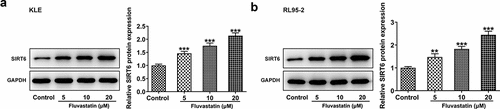 Figure 4. Predominant expression of SIRT6 in EC cells exposed to fluvastatin. (a-b) The expression of SIRT6 in EC cells exposed to fluvastatin. **P < 0.01, ***P < 0.001 versus control