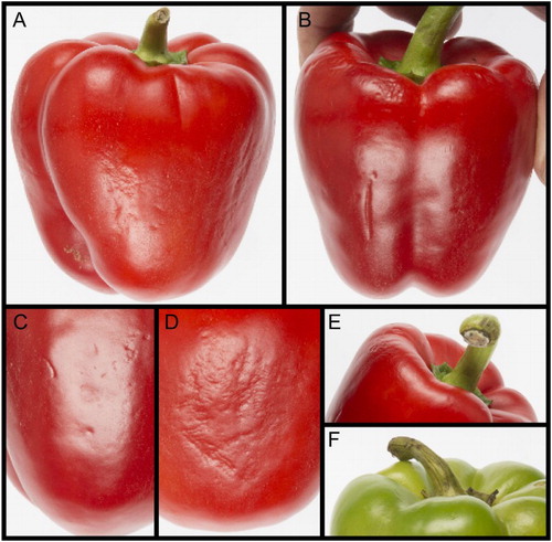 Figure 2. Chilling injury in capsicums. (A) Pitting on a fruit after storage at 2°C for 3 weeks. (B) Pitting developing into deeper lesions on the shoulder of a fruit after storage at 2°C for 3 weeks followed by 20°C for 3 days. (C) Close-up of dot pitting. (D) Close-up of pitting extending into sheet pitting. (E) Capsicum postharvest acceptability can also be limited by fungal infections of the pedicel, shown here beginning on the cut surface. (F) Necrotic infection spreading throughout the pedicel, which is turning black.