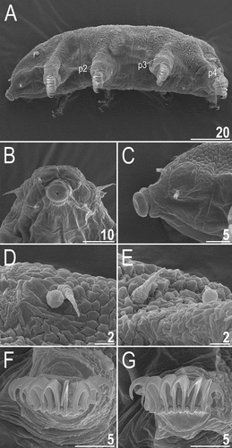 Figure 13. Detailed morphology of Echiniscoides lichenophilus sp. nov. (SEM): A. specimen in toto, B. cephalic body portion with peribuccal cirri in frontal view, C. cephalic body portion with peribuccal cirri in lateral view, D. cirrus A and primary clava, E. cirrus E and sense organ on leg IV, F. claws II, G. claws III. Scale bars in μm.