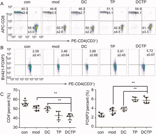 Figure 3. Analysis of T lymphocytes in the peripheral blood of mice. (A) Analysis of CD4+ T lymphocytes in peripheral blood from normal and experimental colitis mice treated with saline (Mod), DCs, DCTP, or TP (numbers represent mean ± SD). (B) Analysis of CD3+CD4+FOXP3+ Tregs in peripheral blood from normal and experimental colitis mice treated with saline (Mod), DCs, DCTP, or TP (numbers represent mean ± SD). (C) A significant decrease in the number of CD4+ T lymphocytes was detected in DCTP-treated mice compared with DC- and saline-treated mice. A significant increase in the number of Tregs was detected in DCTP-treated mice compared with mice in the DC and Mod groups. Experiments were repeated three times in quintuplicate each time (n = 15) (two-tailed t-test, **p<.01).
