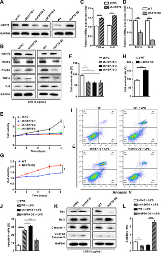 Figure 4 Knockdown or overexpression of HSP70 mediates NF‐κB signaling pathway and apoptosis of LPS-induced sepsis in vitro.