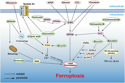 Figure 2. Cytoprotective agents against in drugs/chemicals–induced ferroptosis during liver injury. Rifampicin expedites ferritinophagy and increases the concentration of Fe2+ in labile iron pool (LIP), which accelerates lipid peroxidation through the Fenton reaction, thus facilitating ferroptosis. While silibinin inhibits ferritinophagy in ethanol-induced ferroptosis, silibinin could also evoke the autophagy of damaged mitochondria which reduces the production of ROS and lipid peroxides. APAP, ethanol, CCl4 and pirarubicin reduce antioxidant capacity (GSH, GPX4 activity) which is against lipid peroxidation and then induce ferroptosis. Verbenalin and astaxanthin can upregulate GSH and protect hepatocytes from ferroptosis caused by decreased GSH. Astaxanthin could also ameliorate ferroptosis by upregulating SLC7A11 and FTH1 to strengthen the biosynthesis of GSH. Schisandrin B and baicalein upregulate Nrf2 and GPX4 to inhibit ferroptosis. Bicyclol and baicalein protect hepatocytes from ferroptosis by lessening lipid metabolic enzyme ACSL4 and ALOX, and abating lipid peroxidation. Moreover, baicalein also inhibits NF-κB-mediated cytokines (TNF-α, IL-1β and IL-6) to alleviate liver injury.