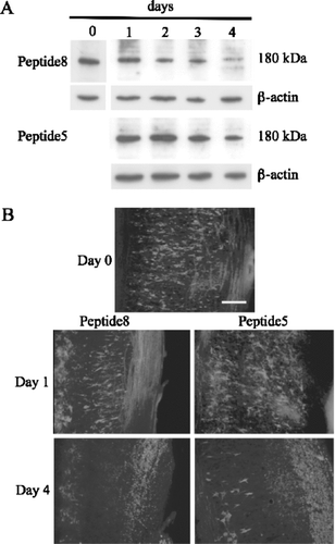 Figure 8 Peptide5 prevents the reduction of SMI-32 protein levels in ex vivo spinal cord segments. (A) Western blot of SMI-32 protein levels in ex vivo spinal cord segments treated with 5 μ M peptide5 or control peptide (peptide8) for 24 h and cultured for up to 4 days, showing increased neuronal survival in the presence of peptide5. (B) Immunohistochemical staining of corresponding sections for SMI-32 at day 1 and day 4 of culture. Scale bar = 100 μ m.