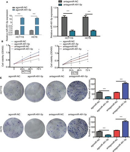 Figure 2 miIR-491-5p inhibited CRC cell proliferation in vitro.Notes: (A) qRT-PCR analysis of miIR-491-5p expression in HCT116 and HCT8 cells after transfection of miIR-491-5p agomir/antagomir or their negative control (agomiR-NC and antagomiR-NC). (B) Cell proliferation was determined in HCT116 and HCT8 cells after transfection with miIR-491-5p agomir/antagomir or agomiR-NC/antagomiR-NC using CCK-8 assay. (C) Colony formation assay was performed to detect the ability of proliferation in HCT116 and HCT8 after transfection with miIR-491-5p agomir/antagomir or agomiR-NC/antagomiR-NC. Data are shown as mean ± SD. *P<0.05, ***P<0.001.Abbreviations: CCK-8, cell counting kit-8; CRC, colorectal cancer; NC, negative control; OS, overall survival; qRT-PCR, quantitative real-time PCR.