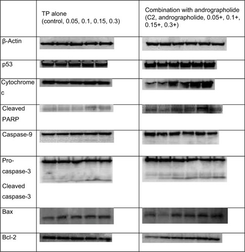 Figure 6 Western blot analysis for proapoptotic and antiproliferative proteins p53, p21, cleaved PARP, caspase-3, caspase-9, cytochrome c, Bax, and Bcl-2.Notes: U937 cells were treated with andrographolide (10 μM), and with TP (0.05, 0.1, 0.15, and 0.3 μM) separately, and pretreated for 24 h with andrographolide followed by TP. β-Actin was used to ensure equal loading.Abbreviation: TP, topotecan.