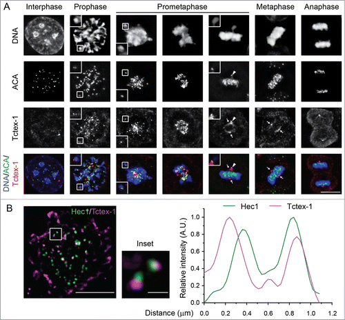 Figure 2. The dynein light chain Tctex-1 associates with unattached kinetochores. (A) Immunofluorescence detection of ACA, Tctex-1, and DNA (DAPI staining) in mitotic cells. In merged panels: ACA – green, Tctex-1 – red, and DNA – blue. Insets: colocalization of Tctex-1 and ACA at a pair of sister kinetochores. Arrows point to spindle poles and arrow heads point to unattached kinetochore on a polar chromosome. Bar, 5 μm. (B) Left panel: N-SIM Super-resolution images showing Hec1 (green) and Tctex1 (magenta). Right panel: graph showing a representative linescan of the fluorescent intensity of a pair of sister kinetochores that is highlighted in left panel (inset).