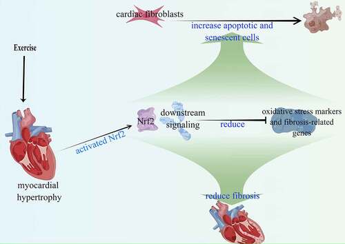 Figure 8. Exercise-induced myocardial hypertrophy preconditioning activates the Nrf2 signaling pathway. The activation results in increased expression of downstream target genes (HO-1, NQO-1, and GCLC), leading to reduced expression of oxidative stress and fibrosis-related genes.