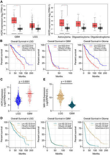 Figure 2 Expression level and prognostic value of HCP5 and miR-128 in glioma. The data were from the TCGA database obtained by online tools Starbase and Oncolnc. (A) The expression of HCP5 in low-grade glioma (LGG) and glioblastoma multiforme (GBM). Red bars correspond to tumor tissue and the gray ones are non-tumor tissues. (B) Overall survival of glioma patients associated with HCP5 expression level. (C) The level of HCP5 in LGG and GBM. (D) Overall survival of glioma patients associated with miR-128 expression level. (E)The level of miR-128 in LGG and GBM. *p < 0.05.