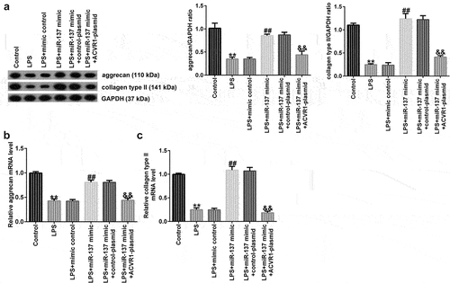 Figure 6. ACVR1-plasmid reverses the effects of the miR-137 mimic on ECM degradation in NP cells. NP cells were exposed to the mimic-control, miR-137 mimic, control-plasmid, or ACVR1-plasmid for 24 h, followed by 10 ng/mL LPS treatment. Aggrecan and collagen type II (a) protein and (b and c) mRNA expression levels in NP cells in the different groups were evaluated through (A) Western blotting and (B and C) RT-qPCR, respectively. **p < 0.01 vs. control; ##p < 0.01 vs. LPS+mimic control; &&p < 0.01 vs. LPS+miR-137 mimic+control-plasmid.