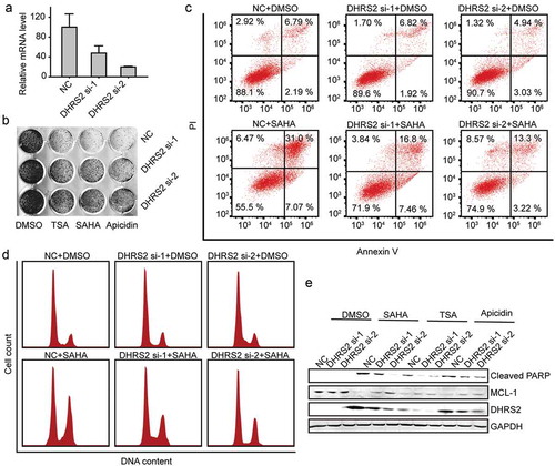 Figure 4. Inhibition of DHRS2 expression reduces the sensitivity of ES2 cells to HDACi. A. ES2 cells was transfected with the indicated siRNAs for 48 h and the mRNA level of DHRS2 was measured using qRT-PCR. B. After ES2 cells were transfected with DHRS2 siRNAs for 48 h, 1 μM TSA, 2 μM SAHA and 3 μM apicidin was added to each group. 48 h later, crystal violet dye was used to stain the adherent cells and take photographs. C. Cells transfected with DHRS2 siRNAs were treated with SAHA for 48 hours and the apoptotic cells were detected using flow cytometry. D. The cells transfected with DHRS2 siRNAs were treated with SAHA for 48 hours and the cell cycle was measured using flow cytometry. E. The expression level of the indicated proteins was detected by WB in cells that were treated as described for B.