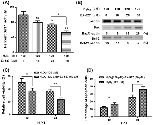 Fig. 5. Sirt 1 inhibitor, EX-527 deteriorates the apoptosis induction by H2O2 in MC3T3-E1 osteoblast cells.Notes: (A) EX-527 deteriorated the Sirt 1 activity in the H2O2-treated MC3T3-E1 cells; (B) EX-527 aggravated the H2O2-promoted Bax level, and deteriorated the Bcl-2 inhibition by the H2O2 treatment in MC3T3-E1 cells; (C) Influence of EX-527 on the viability (C) and apoptosis (D) of MC3T3-E1 cells subject to both H2O2 and EX-527 treatments. All experiments were performed in independent triplicate. *p < 0.05, **p < 0.01, vs. control.