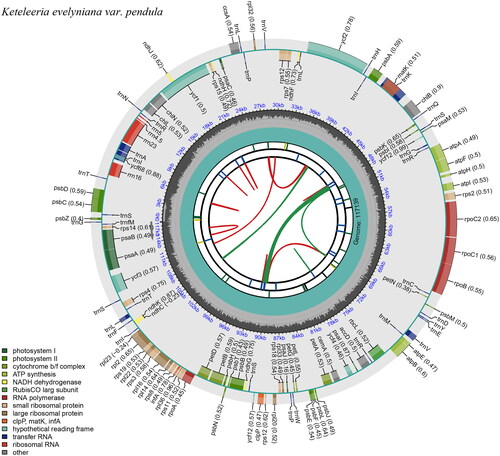 Figure 2. The chloroplast genome map of K. evelyniana var. pendula shows the regions of 118 genes. The inner circle of darker gray color represents the guanine and cytosine (GC) content, and of lighter gray color represents the adenine and thymine (at) content of the chloroplast genome. The genes drawn outside and inside of the outer circle are transcribed counterclockwise and clockwise. This map can be carried out using CPGView (http://www.1kmpg.cn/cpgview).