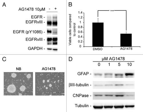 Figure 3. Abrogation of EGFR signaling with the TKI AG1478 reduces cell viability and leads to induced differentiation. (A) WB showing reduced phosphorylation of EGFR upon AG1478 treatment. (B) AG1478 (10 µM) exposure leads to a decrease in the number of viable cells as measured by MTT. MTT results are presented as mean ± SD . Statistical significance was calculated using the Student two-sided t test. ***P < 0.005 and **P < 0.01. (C) Photographs of GBM neurospheres showing reduced sphere size upon AG1478 treatment. Scale bar shows 100 µm. (D) GFAP, β-III-tubulin, and CNPase protein is upregulated in a concentration-dependent manner upon AG1478 exposure.