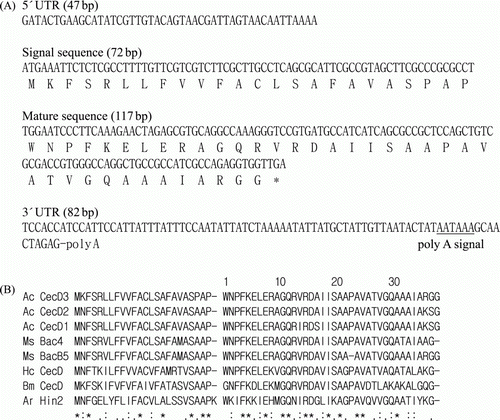 Figure 1.  Nucleotide and deduced amino acid sequences of AcCec and alignment of deduced amino acids. (A) Nucleotide sequence of cDNA encoding AcCec and deduced amino acid sequences (GenBank accession no. GQ888768). The TGA is marked with an asterisk, and the putative polyadenylation signal (AATAAA) is underlined. (B) Alignment of the deduced amino acid sequence of AcCec with those of other lepidopteran insects. Identities are shown with asterisks and similarities with single dots. Ac CecD2: Agrius cecropin D2; Ac CecD1: Agrius cecropin D1; Ms Bac4: Manduca bactericidin 4; Ms bacB5: Manduca bactericidin B5; Hc CecD: Hyalophora cecropin D; Bm CecD: Bombyx cecropin D; Ar Hin2: Artogeia hinnavin2 (Yoe et al. Citation2006; Kim et al. Citation2000).
