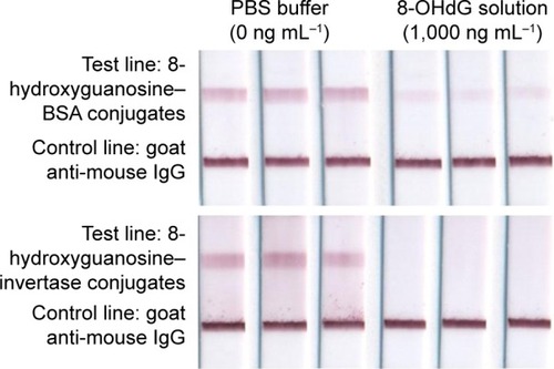 Figure 4 The photographs of test strips based on two samples (0 and 1,000 ng mL−1).Notes: Top row: 8-hydroxyguanosine–BSA conjugates were used as the capture reagents on the test line; bottom row: 8-hydroxyguanosine–invertase conjugates were used as the capture reagents on the test line. Left three columns: samples with a concentration of 0 ng mL−1; right three columns: samples with a concentration of 1,000 ng mL−1.Abbreviations: BSA, bovine serum albumin; 8-OHdG, 8-hydroxy-2′-deoxyguanosine; IgG, immunoglobulin G; PBS, phosphate buffer saline.
