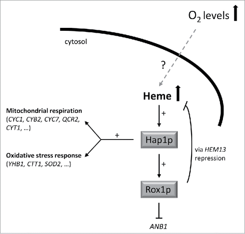 Figure 1. Schematic representation of the mechanism of action of the transcripton factor Hap1p in response to high heme levels, as a consequence of an increase in the environmental oxygen concentration. High intracellular heme activates Hap1p which subsequently induces the transcription of genes involved in both mitochondrial respiration and the oxidative stress response. It also induces the activation of Rox1p, a transcriptional repressor that blocks ANB1 transcription (Anb1p is a transcription factor which initiates anaerobic metabolism) and is also responsible for heme homeostasis by repressing HEM13.