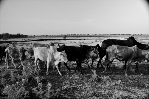 Figure 1. A herd of Tanzania Shorthorn Zebu en route to a watering hole during the dry season in central Tanzania. Photo by author.