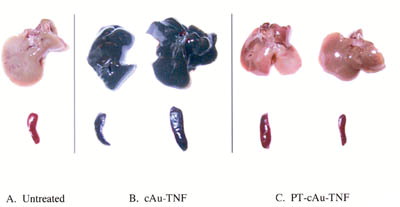 2 Hepatic and splenic uptake of the cAu-TNF formulation and the PEG-THIOL cAu-TNF formulation (PT-cAu-TNF) compared to an untreated mouse. Two MC-38 tumor-burdened C57/BL6 mice were injected intravenously with the cAu-TNF vector, and another two tumor-burdened C57/BL6 mice were injected with the PT-cAu-TNF formulation. An untreated mouse and the four treated mice were sacrificed 5 hr after injection of 15 μg of the two different cAu formulations, and all five animals were perfused with heparinized saline. The livers and spleens from these animals were collected and photographed using a digitial camera. (a) Liver and spleen from an untreated mouse. (b) Livers and spleens from mice receiving the cAu-TNF vector. (c) Liver and spleen from mice receiving the PT-cAu-TNF vector.