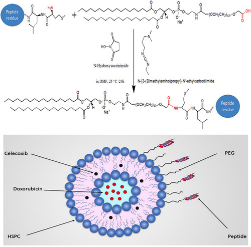 Figure 1 Synthesis scheme of peptide (MTS-R8H3) and the illustration of liposome composition.