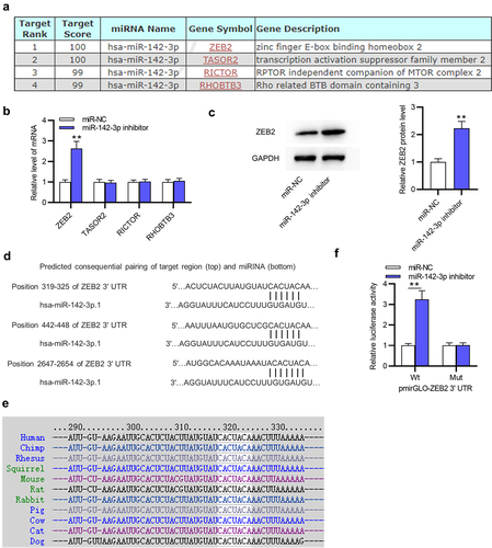 Figure 4. MiR-142-3p targets ZEB2. (a) The miRDB website was employed to predict potential target genes (ZEB2, TASOR2, RICTOR and RHOBTB3) of miR-142-3p. (b) The expression of these potential target genes was detected in THP-1 cells after transfection with miR-142-3p inhibitor or NC inhibitor using RT-qPCR. (c) ZEB2 protein level in THP-1 cells transfected with NC inhibitor or miR-184-3p inhibitor was tested by Western blotting. (d-e) Three binding sites between miR-142-3p and ZEB2 3ʹUTR were predicted by Targetscan and position 319–325 of ZEB2 3ʹUTR are highly conserved among multiple species. (f) Luciferase reporter assay was performed to examine the interaction between miR-142-3p and ZEB2 in THP-1 cells. **p < 0.01.