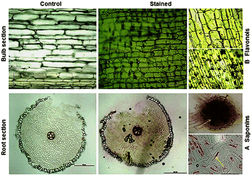 Fig. 4. (A) Localization of Saponin in the root section and (B) flavonoid accumulation in the bulb section of A. roylei.