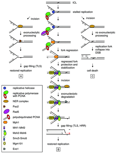 Figure 1. Proposed model for ICL repair in replicating Saccharomyces cerevisiae cells. (A) A situation in wild-type cells, where Pso2-controlled and FA-like pathways have overlapping or redundant roles in ICL repair, with a major contribution of the former. (B) In pso2 cells, FA-like pathway constitutes branch of the ICL repair pathway, which prevents replication forks from collapsing into DSBs. In addition, this pathway protects and stabilizes the generated ICL repair intermediate structure. (C) In the absence of both pathways, replication forks collapse into unrepairable DSBs upon ICL treatment leading to cell death. For more details, see text.