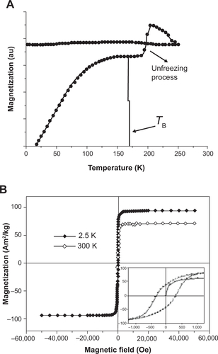 Figure S4 Magnetic characterization of the inorganic core of iron oxide (Fe3O4) nanoparticles.Notes: (A) Zero field-cooling/field-cooling magnetization curves performed with a 50 Oe probe field and (B) magnetization curves at low (2.5 K) and room (300 K) temperature. Low field range details are shown in the inset.