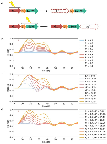 Figure 4. Modeling inheritable cell cycle arrest. (a) Schematic showing inheritable cell cycle arrest. Immediate arrest was induced when cell stimulated at G1 phase, while cell completed the cell cycle and arrested during the subsequent G1 phase when stimulated at S, G2/M phase. (b) Simulation results of quantized cell cycle arrest. The fractions of affected cells were from 0 to 1. The parameters for the G1 phase of the affected cells: μG′= 7.07 min, σG′= 0.22 min. (c) Simulation results of graded cell cycle arrest. The mean of elongated G1 phase durations were from 8 h to 40 h (Std = 0.22*mean) and the parameters were calculated accordingly. (d) Simulation results of quantized-graded cell cycle arrest. The fractions of affected cells were from 0 to 1 and the mean of elongated G1 phase durations were from 8 h to 40 h (Std = 0.22*mean). Red arrow: timing of stimulation.