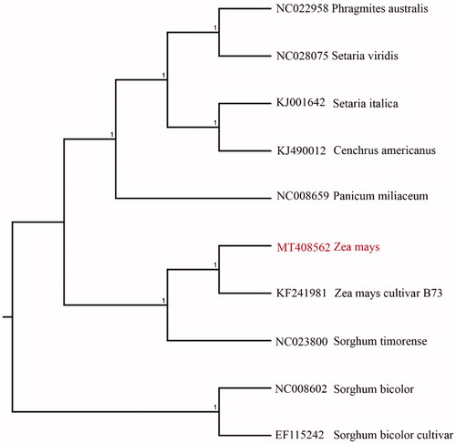 Figure 1. Neighbour-joining (NJ) analysis of corn and other related species based on the complete chloroplast genome sequence. Sorghum bicolor (NC008602) was set as the outgroup. All other sequences were downloaded from NCBI GenBank.