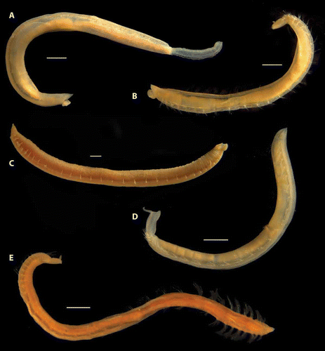 Figure 6. Habitus photos of recorded species. A, Ophelina abranchiata Støp-Bowitz, Citation1948 (R/V ‘H. Mosby’, stn 83.06.08.2); B, Ophelina brattegardi sp. nov., paratype (ZMBN 86307); C, Ophelina helgolandiae Augener, Citation1912 (R/V ‘H. Mosby’, stn 84.05.23.3); D, Ophelina cylindricaudata (Hansen, Citation1879) (R/V ‘H. Mosby’, stn 84.11.21.2); E, Ophelina opisthobranchiata Wirén, Citation1901 (R/V ‘H. Mosby’, stn 85.01.12.1). Scale bars: 1.0 mm.