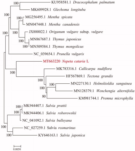 Figure 1. Phylogenetic tree plotting using maximum likelihood (ML) method based on the complete chloroplast genome of Nepeta cataria L. and 18 representative species. The bootstrap value is displayed on branches.