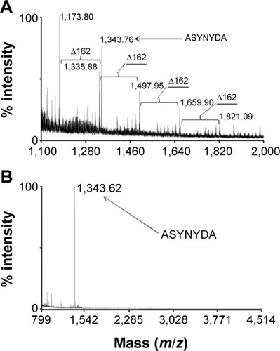 Figure 3 Characterization of NPs-DCM-ASYNYDA nanoparticles by MALDI-TOF/TOF analysis.Notes: (A) MS spectrum of NP-DCM-ASYNYDA. The value m/z, 1,343.76, is consistent with the sequence of the peptide Ac-ASYNYDAGGGSK(Ahx)-NH2 (theoretical value =1,343.69 m/z) grafted to the NPs. The signals derived from the dextran coating fragmentation differed by 162 Da as indicated. (B) MS analysis of dialyzed solution of NP-DCM-ASYNYDA following treatment with HCl. The main molecular species present in solution is the peptide (1,343.62 m/z) removed by hydrolysis.Abbreviations: DCM, 4-(dicyanomethylene)-2-methyl-6-(4-dimethylaminostyryl)-4H-pyran; MS, mass spectrometry; NPs, nanoparticles; MALDI-TOF/TOF, matrix-assisted laser desorption/ionization time-of-flight.
