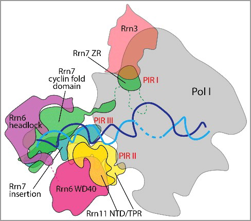Figure 1. CF contacts with Pol I and the rDNA promoter. CF-rDNA (cyan and blue) interactions are primarily mediated through backbone interactions of Rrn7 cyclin folds and the Rrn11 NTD with the promoter from positions -27 to -20 and -24 to -16, respectively. Rrn6 acts as a scaffold for CF complex. PIR I: Rrn7 N-terminal zinc ribbon domain contacts the Pol I dock and within Rrn3 HEAT repeats 4–5, residues 1–39. PIR II: C-terminal TPR domain of Rrn11 contacts the Pol I clamp and protrusion, residues 265–440. PIR III: Rrn7 insertion domain contacts the Pol I wall of A135, residues 405–415.