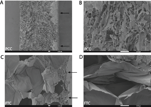 Figure 1  Scanning electron microscopy (SEM) photos of a polyethylene glycol coated collagen pad (PCC, Hemopatch) and a fibrin and thrombin coated collagen pad (FTC, TachoSil). (A, B) Cross sectional images show the open porous structure of PCC compared to (C, D) the closed-cell honeycomb like matrix of FTC. (A) The NHS-PEG coating on PCC and (C) the human protein coating on FTC are on the right surface (arrows). (A, C) Lower magnification (B, D) higher magnification.