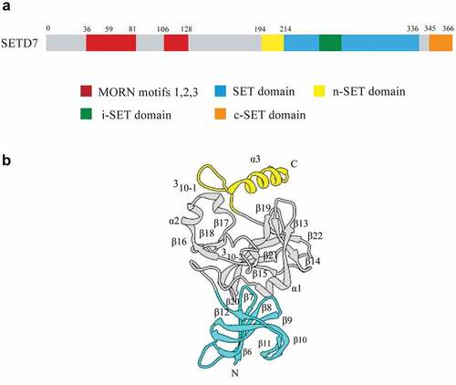 Figure 1. Sequence and three-dimensional structure of SETD7. a) Sequence diagram of SETD7. The N-terminal of SETD7 is responsible for its stability, and it contains three MORN motifs, which are responsible for protein binding to plasma membrane phospholipids. The C-terminal is mainly responsible for its catalytic function, which contains a highly conserved SET domain. It is flanked by the n-SET domain and c-SET domain, and contains an insert region i-SET domain. b) Three-dimensional structure of SETD7. The N-terminal domain is colored cyan, the SET domain is gray and the C-terminal segment is yellow.