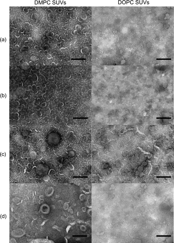 Figure 5.  EM images of zwitterionic phospholipid vesicles alone (a), upon addition of Mn2 +  (b), in the presence of asyn and Mn2 +  (c), and in the presence of asyn with 1 mM EDTA (d). Lipid/protein molar ratios; 1 000:1. Scale bars 200 nm.