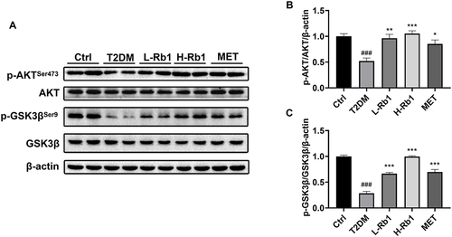 Figure 2 Rb1 treatment enhances hepatic glycogen production by regulating the AKT/GSK3β signaling pathway in T2DM mice. (A) Levels of AKT, p-AKTSer473, GSK3β, and p-GSK3βSer9 were analyzed using Western blot analysis. β-actin was used as the control for loading. (B) The bar chart displayed the quantitative data of p-AKTSer473/AKT/β-actin obtained from Western blot analysis. (C) The bar chart displayed the quantitative data of p-GSK3βSer9/GSK3β/β-actin obtained from Western blot analysis. n = 4. ###P < 0.001 vs the Ctrl group; *P < 0.05, **P < 0.01, ***P < 0.001 vs the T2DM group.
