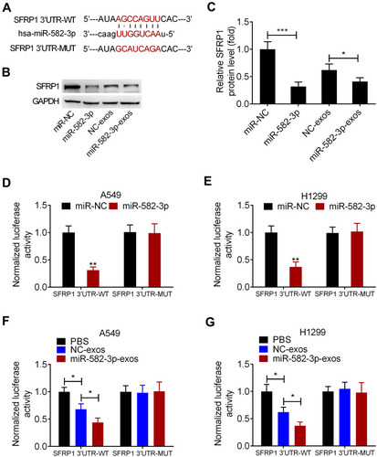 Figure 5 SFRP1 is a functional downstream target of miR-582-3p. (A) Prediction binding sites of miR-582-3p in the 3ʹUTR sequence of SFRP1. (B and C) miR-582-3p mimics or miR-582-3p-exos decreased the expression of SFRP1 protein in normoxic A549 cells. (D and E) Luciferase activity in A549 and H1299 cells co-transfected with wild-type (WT) or mutant (MUT) SFRP1 3ʹUTR reporter and miR-582-3p mimics or miR-NC. (F and G) Luciferase activity of WT or MUT SFRP1 3ʹUTR reporter in A549 and H1299 cells treated with miR-582-3p-exos or NC-exos. The experiments were repeated three times. Data were expressed as mean±standard deviation. *p<0.05, **p<0.01, and ***p<0.001.