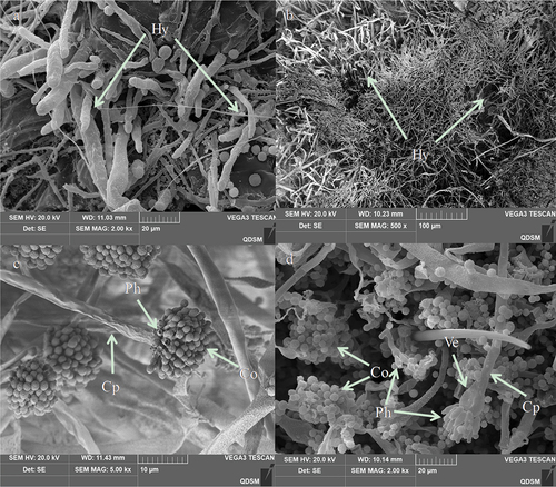 Figure 8. Penetration and conidia development and secondary conidiogenous structure of A. nomiuson the cuticle surface of the 3rd instar larvae ofO. furnacalis. (a) several hyphae penetrating the body wall from the setal alveolus outward from the body at 60 h; hyphae = hy. (b) hyphae of A. nomiusdeveloped, branched, and formed a dense mycelial mass on the cuticle 72 h after inoculation; hyphae = hy. (c and d) secondary conidiogenous structure formation of A. nomius84 h after inoculation; phialides = Ph, conidiophores = cp, vesicle = ve.