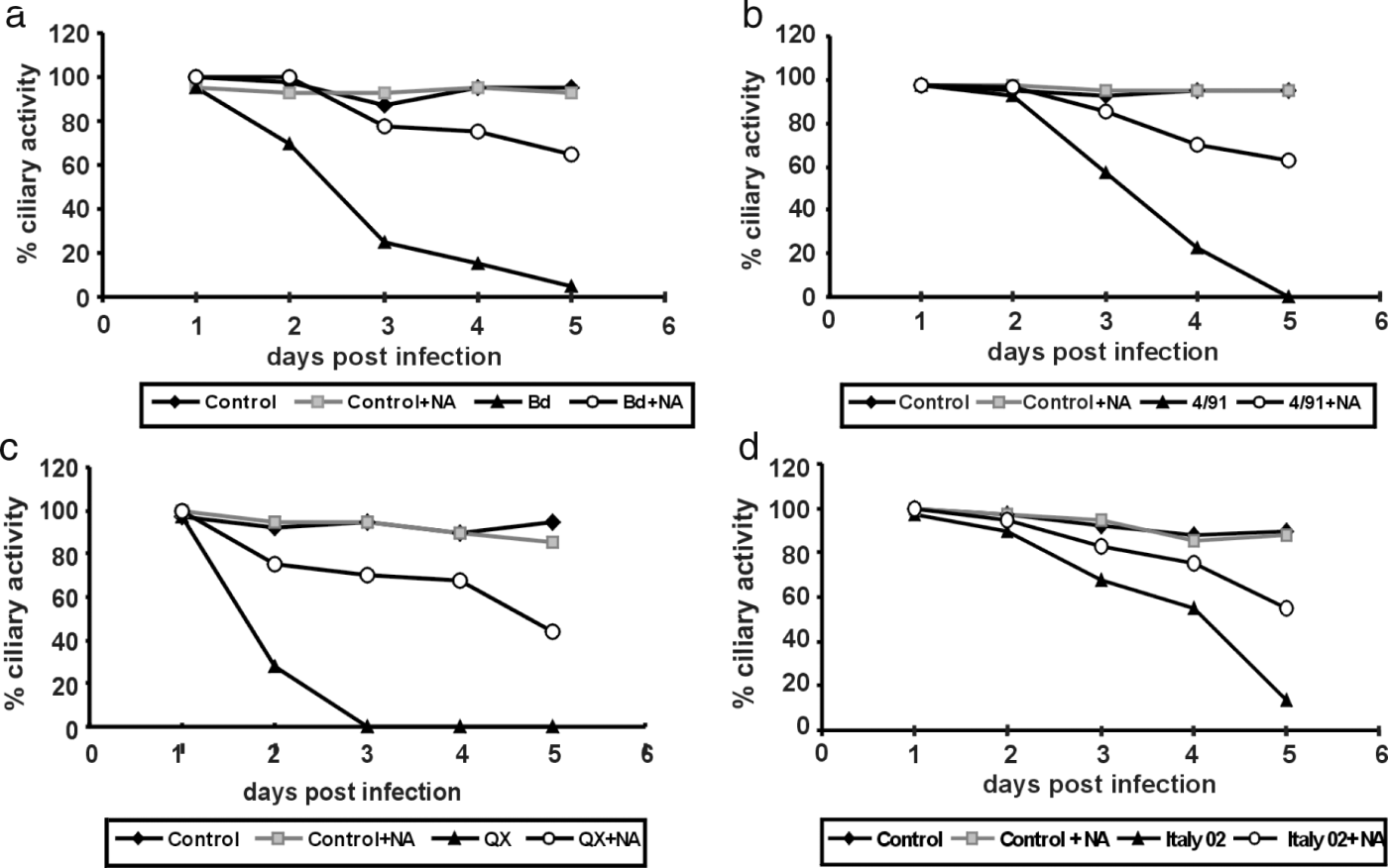 Figure 2.  Effect of neuraminidase treatment on the infection of TOCs by different strains of IBV. TOCs were incubated in the presence or absence of neuraminidase (NA) from C. perfringens and then infected by one of the four IBV strains (2a) Beaudette (Bd), (2b) 4/91, (2c) QX, and (2d) Italy 02, or mock-infected. Up to 5 days post inoculation, TOCs were analysed for ciliary activity at daily intervals.