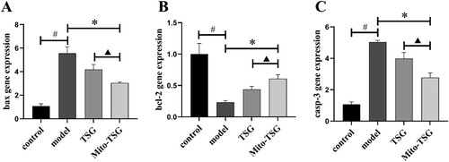 Figure 9. The gene expression of Bax, Bcl2 and Caspase-3 in control group, model group, TSG group and Mito-TSG group (mean ± SD, n = 10). (A) gene expression of bax, (B) gene expression of bcl-2, (C) gene expression of caspase-3. #P<0.05, comparison with control group; *P<0.05, comparison with model group; ▴P<0.05, comparison with TSG group.