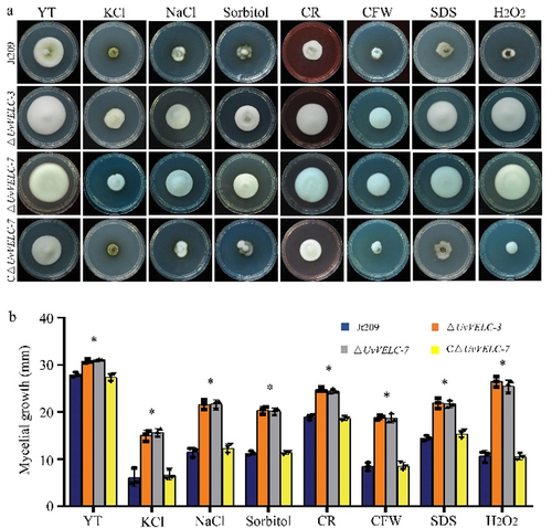 Figure 4. UvVELC plays roles in responses to various stresses in U. virens. (a) The Jt209, ΔUvVELC-3, ΔUvVELC-7, and CΔUvVELC-7 were cultured on YT plates with 0.5 M KCl, 0.3 M NaCl, 0.7 M sorbitol, 0.005% (w/v) SDS (sodium dodecyl sulfate), 70 μg/ml CR (Congo red), 500 μg/ml CFW (calcofluor white), or 3 mM H2O2. The photograph of the plates were captured 12 d post-incubation. (b) The diameters of colonies were measured under various stress conditions. The mean values and SDs of diameters from three independent biological experiments with similar results were statistically analyzed. * denotes significant differences between the mutants and the wild-type strain, as determined by Duncan’s test (p < 0.05).