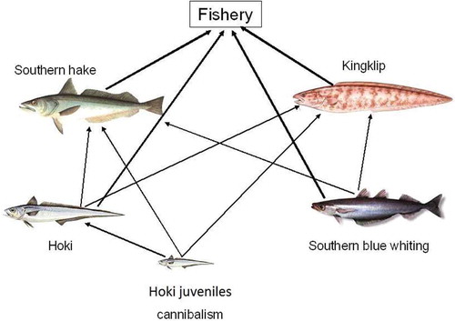 Figure 1. Predation interactions for the species system used in the multispecies virtual population analysis model defined for the southern Chilean demersal fishery.