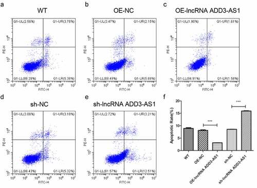 Figure 3. LncRNA-ADD3-AS1 inhibited the apoptosis of LX-2 cells. (a-e) The transfected LX-2 cells were obtained and flow cytometry was performed. (f) The apoptotic rate of LX-2 cells was calculated based on the data presented on panel A-E. Value in graphs represents mean ± SEM of at least three independent experiments. ***P < 0.001.