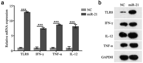 Figure 3. miR-21 regulate the expression of TLR8, IFN-γ,TNF-α, and IL-12