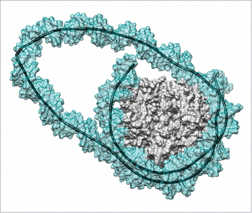 Figure 1. Remosome model resulting from a molecular simulation. This snapshot presents the DNA loop generated by a 42 bp insert at the dyad position.Citation17 The image shows the solvent-excluded surfaces of the histone core (gray) and of the DNA (cyan, partially transparent) as well as the helical axis of the DNA (black). Note the sharp kink within the DNA loop on the left hand side of the image. Molecular graphics were generated with the UCSF Chimera package.Citation27