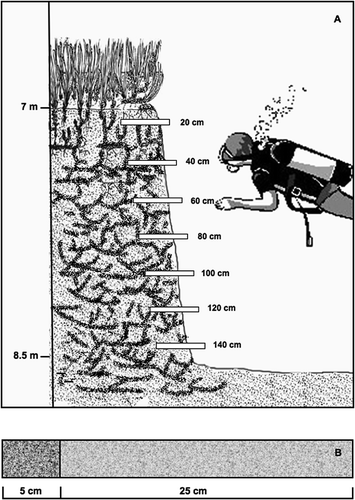 Figure 1. A, Schematic drawing of the core sample collection in the exposed matte of the Posidonia oceanica meadow of the Prelo Bay (Ligurian Sea). B, Scheme of a core sample; only the first 5 cm of the sample were used to collect data about spicule concentration.